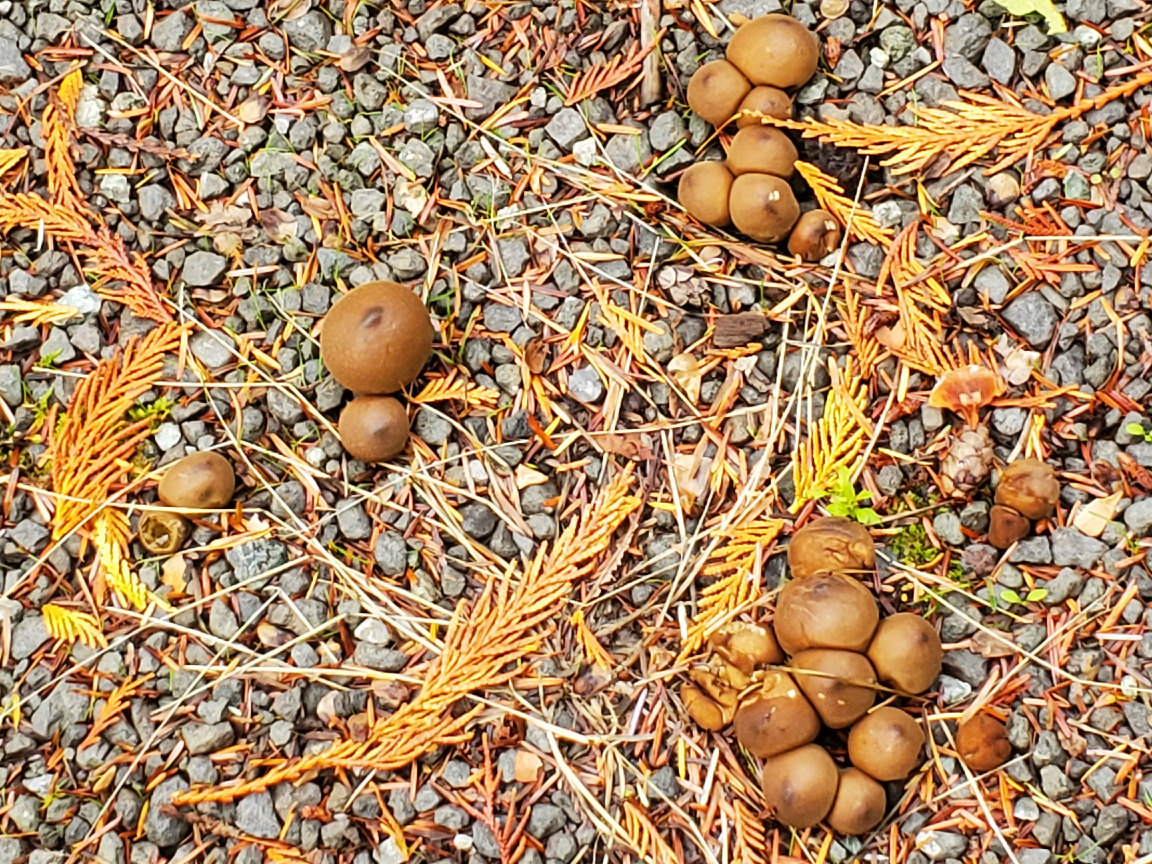 Acorns and evergreen pieces on rocks