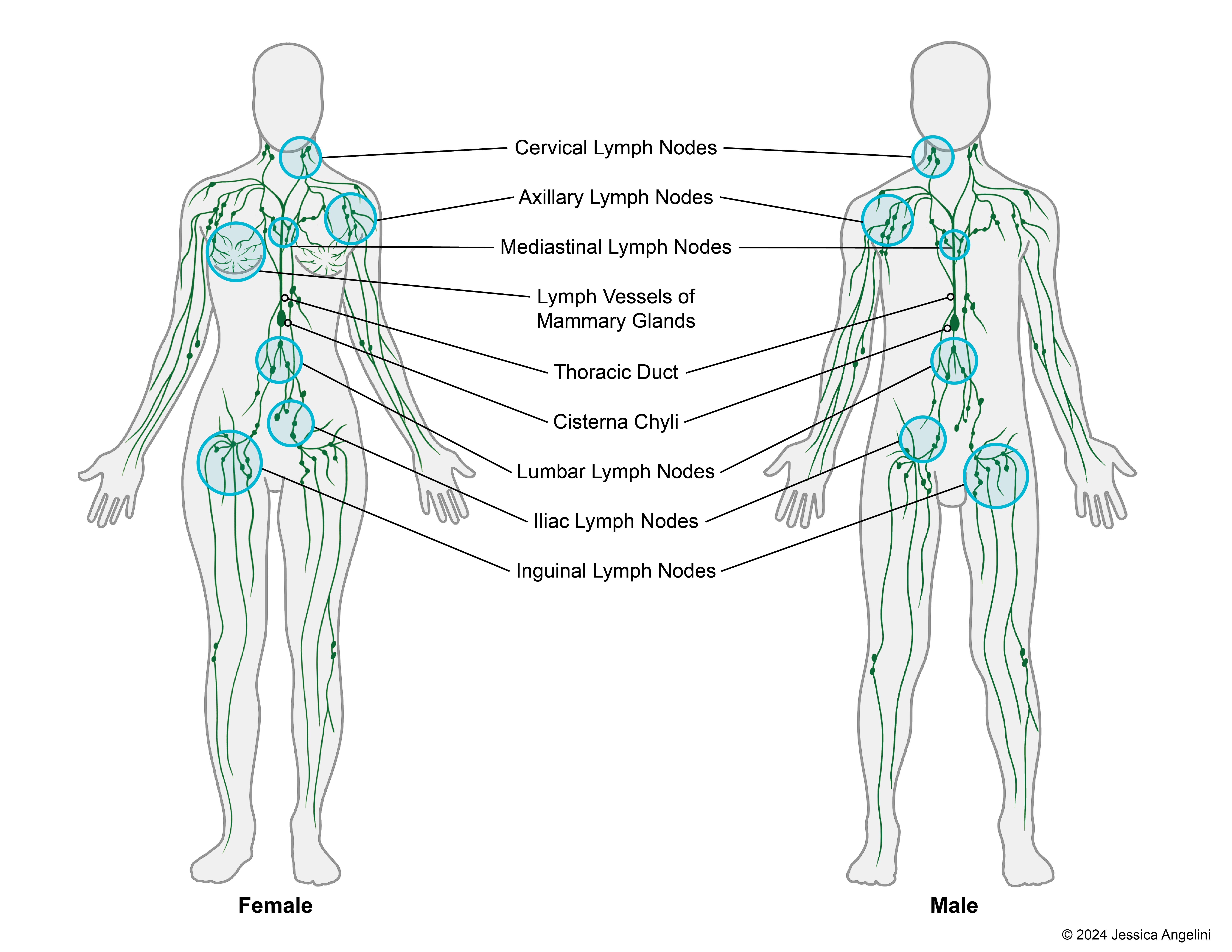 Diagram of a male and a female body showing the 9 groupings of lymph nodes in the body and the connecting vessels.