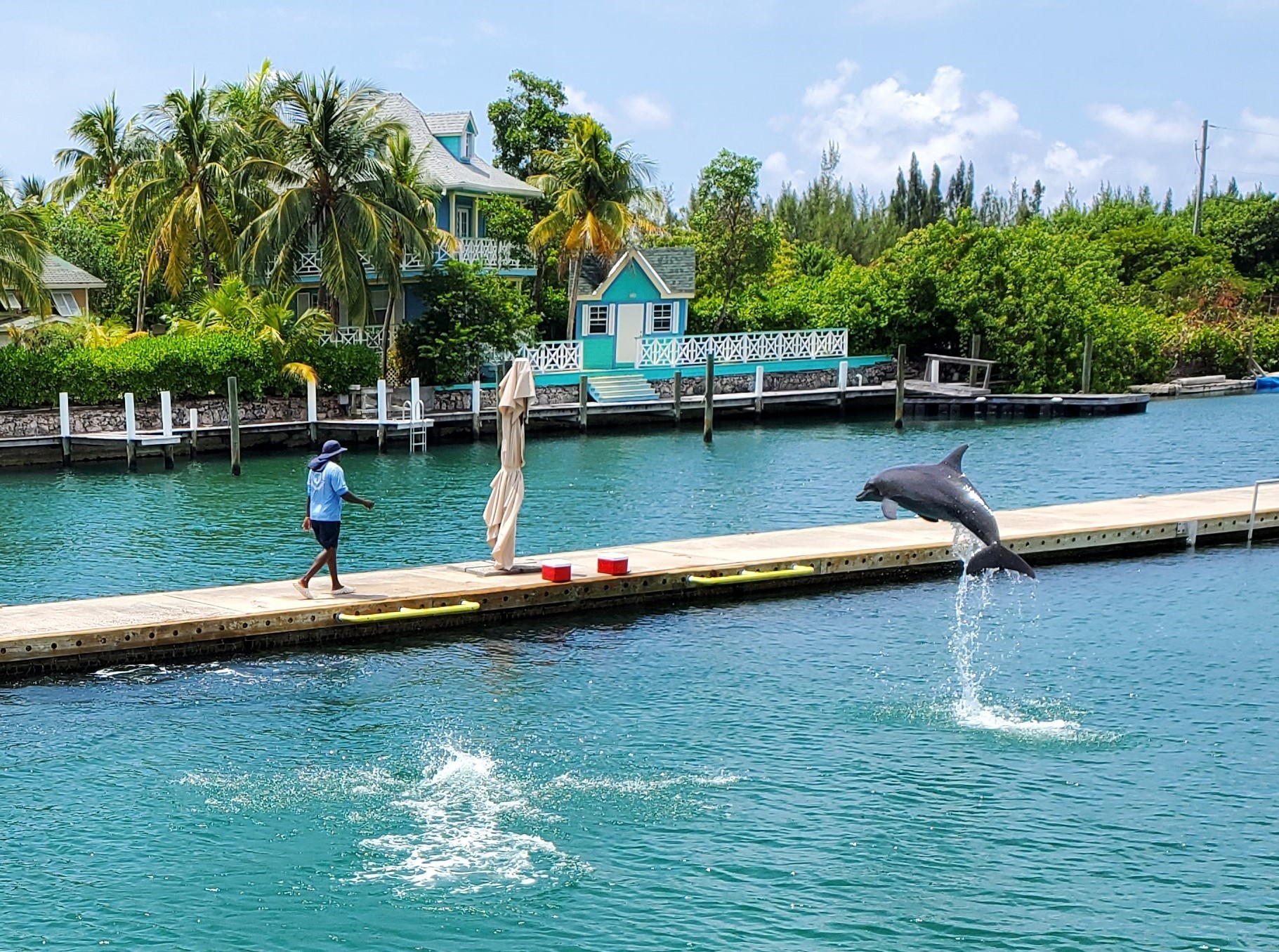 Dolphin jumping out of the water.